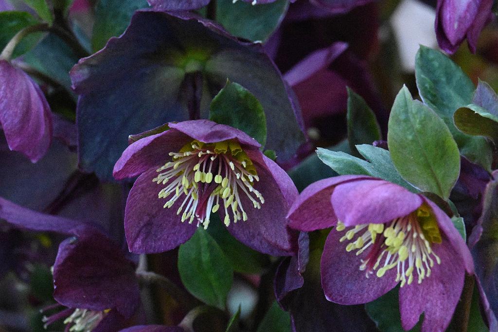 2025-04246561 Acton Arboretum, MA.JPG - Helleborus. Acton Arboretum, MA, 4-24-2025